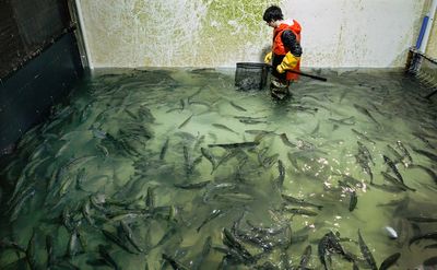 A food bank netted a huge haul of 13,000 fresh salmon. The catch? The fish were still alive