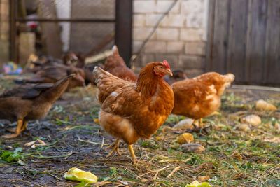 Bird flu ‘covid of poultry industry’ MPs hear, as farmers told to stay vigilant