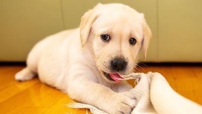 How to stop a dog from chewing on carpet – and why do they do it?