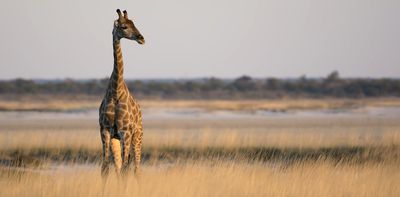 We studied more than 500 giraffe skulls from all over Africa – and confirmed there are 4 distinct species