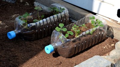 How to reuse plastic bottles in a garden – 7 quick DIY projects that actually work