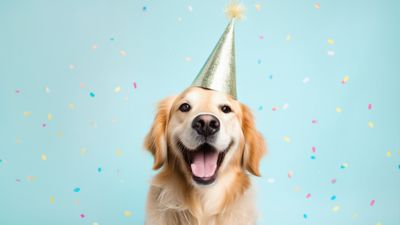 National Golden Retriever Day: When is it and how can you celebrate?