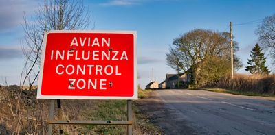 Bird flu cases surging in UK but risk to humans remains low