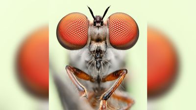 From gnat ogres to mummified aphids - here are the winners of the Royal Entomological Society's 2024 Photography Competition