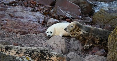 I went searching for seals in Scotland – here's what happened