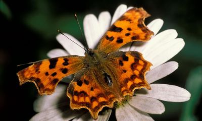 Butterflywatch: The tactics different species use to survive winter in Britain