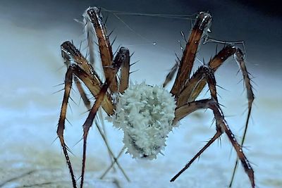 Fungus named after David Attenborough turning Irish spiders into 'zombies’