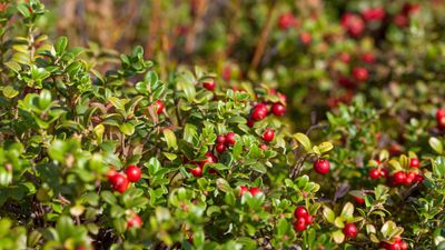 Best edible evergreens – 5 beautiful plants for a sustainable, year-round harvest