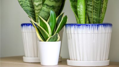 How to make your own snake plant potting mix – a nutrient-rich recipe to keep these structural indoor plants healthy