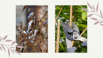 Head gardener says now is the time to protect your buddleia from upcoming storms and potential wind damage