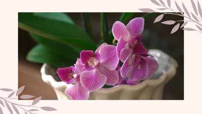 Is rice water good for orchid plants? Our plant experts reveal the truth about the surprising benefits