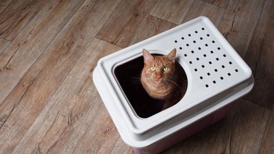 Why is my cat peeing outside the litter box? Here’s how to stop inappropriate elimination