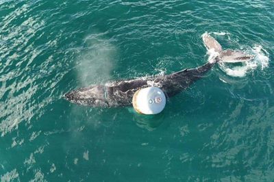 Rescuers free whale caught in rope off Skye