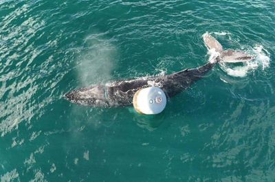 Rescuers free huge whale caught in rope off Skye