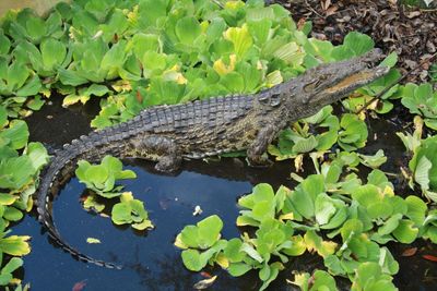 The secret lives of Florida’s crocodiles: study reveals long-distance commutes