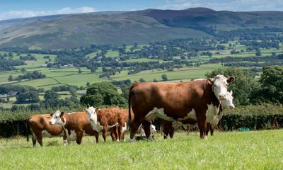 Farmland in England to be reduced by more than 10% under government plans