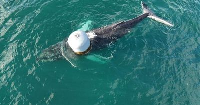 Rescuers free whale caught in rope at salmon farm off Scottish island