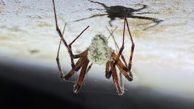 'Zombie' spiders infected by never-before-seen fungus discovered on grounds of destroyed Irish castle