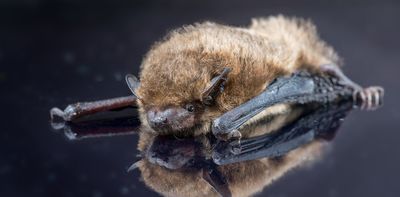 Why bats need tunnels