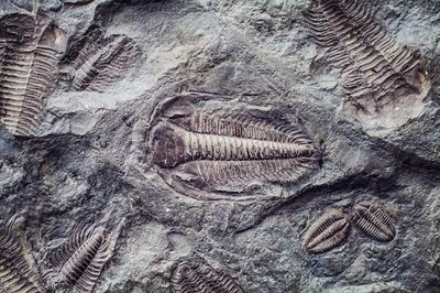 Long Overdue Innovation Is Here For The Fossilized Background Check Industry