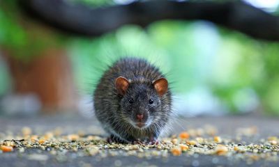 ‘Perfect rat storm’: urban rodent numbers soar as the climate heats, study finds