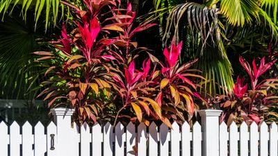 How to grow a Hawaiian ti plant – give your yard a tropical feel and a touch of good luck with this fabulous foliage