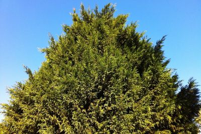 Outrage as mystery vandal targets Hackney street trees in fresh wave of attacks