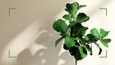 How to care for a fiddle leaf fig: a step-by-step guide from our plant experts