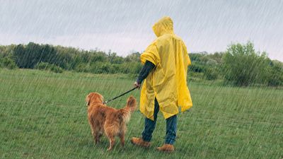 Is it safe to walk your dog during a thunderstorm? This expert explains