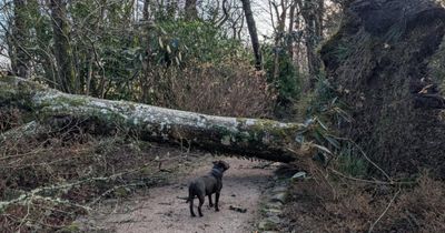 Scottish island trust launches fundraiser after Storm Eowyn caused severe damage