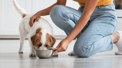 7 ways to increase your dog's appetite (and when you need to see a vet)