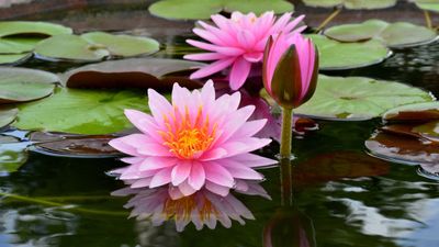 How to grow waterlilies for stunning summer blooms – and transform your pond into a floral paradise