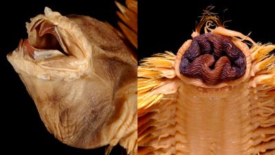 Antarctic scale worm: The glitzy frilly horror show with giant protruding jaws that look like Alien's xenomorph