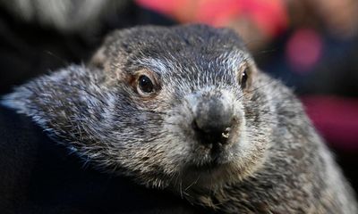 Pennsylvania governor spurns Peta’s offer to replace Punxsutawney Phil with cake on Groundhog Day