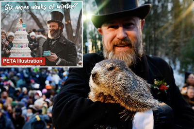 Pennsylvania Governor Fires Back at PETA After It Suggests Replacing Punxsutawney Phil With a Vegan Cake: 'Come and Take It'