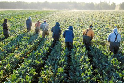 How mass deportations will hurt farms