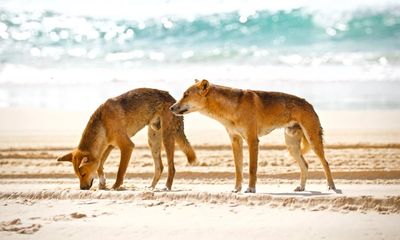 More and more tourists are being attacked by dingoes on Queensland’s K’gari. Can it be stopped?