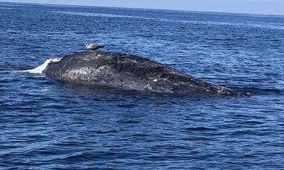 Orcas kill juvenile gray whale in rare predation event off L.A.