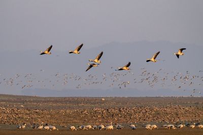 AP PHOTOS: Tens of thousands of migratory birds have made this Indian lake their winter home