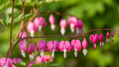 Want to enjoy romantic, heart-shaped blooms this spring? Here's how to plant bare-root bleeding heart in February