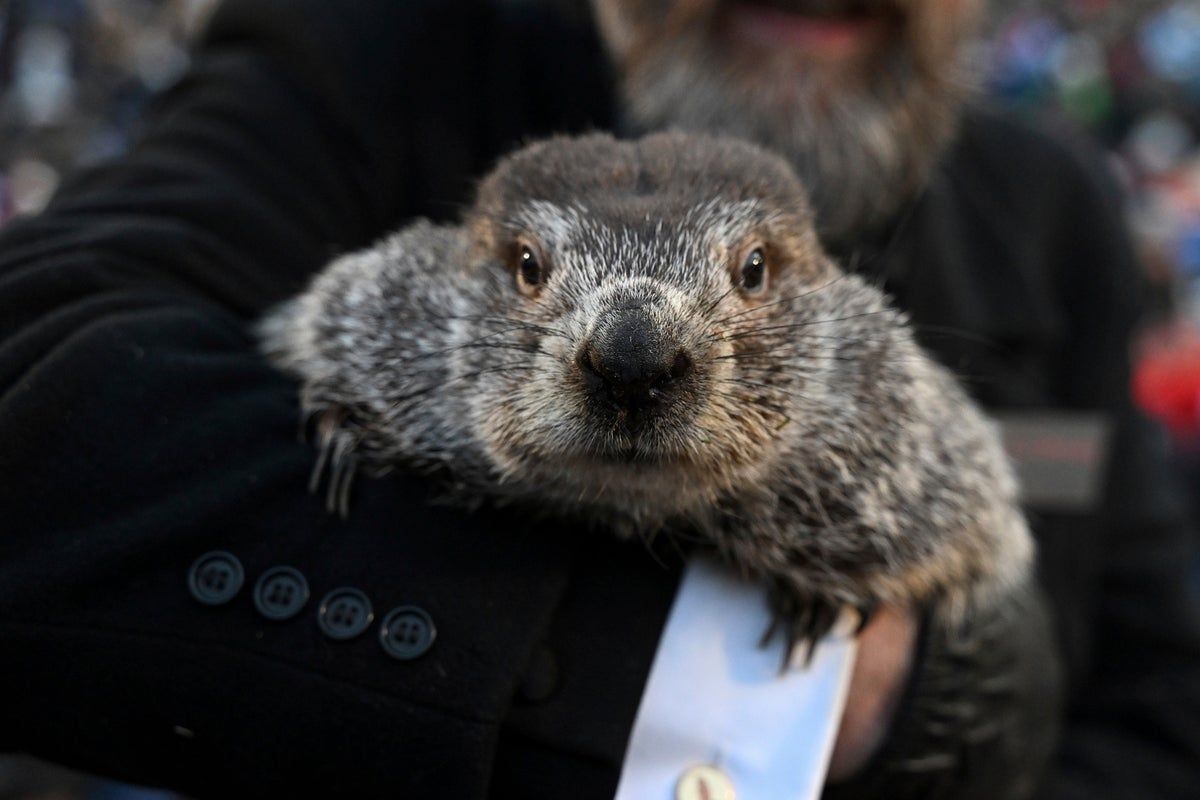 Watch Punxsutawney Phil makes his Groundhog Day 2025…