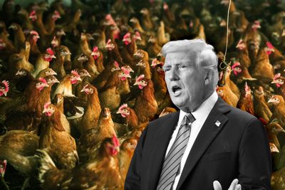Bird flu info frozen amidst Trump chaos