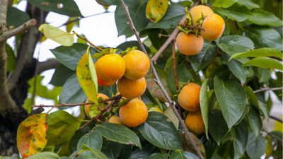 How to get a persimmon tree to fruit – gardening experts say doing these 3 things will bring you an abundant harvest of unusual, orange fruits