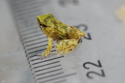 Tiny endangered froglets saved from deadly fungus in dramatic 7,000-mile rescue