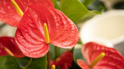 How to propagate an anthurium – plant experts reveal how to multiply these colorful houseplants from cuttings and by division