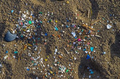 Study finds microplastic contamination in 99% of seafood samples