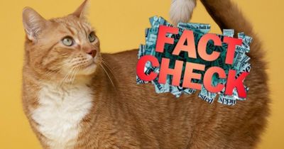 FACT CHECK: Are the SNP really considering banning cats?