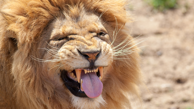 38 animal jokes that will have you roaring with laughter