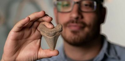 Fossil shark teeth are abundant and can date the past in a unique way