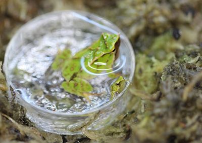 Endangered froglets born at London Zoo after 7,000 mile journey